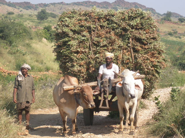 Anantapur India 2012_Ideas on Tour